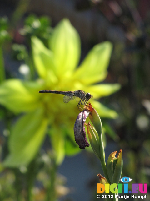 SX24412 Dragonfly on flower at Floriade